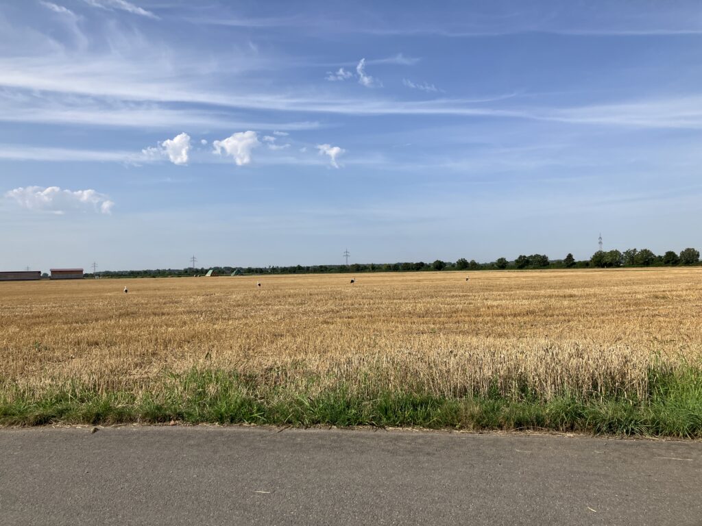 Blick über das Hessische Ried (Bild: Klaus Dapp)