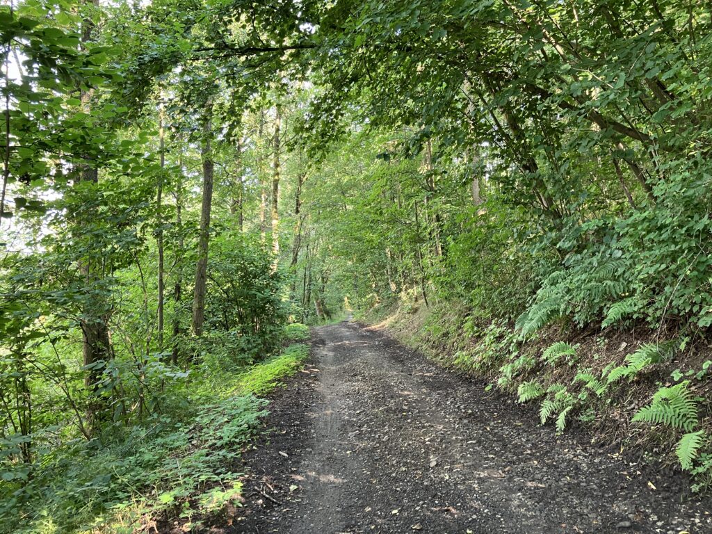 Waldweg bei Burgstall (Bild: Klaus Dapp)