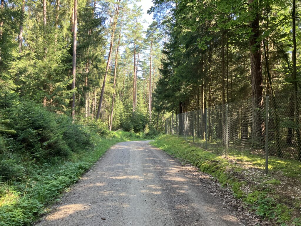 Waldweg im Veldensteiner Forst (Bild: Klaus Dapp)